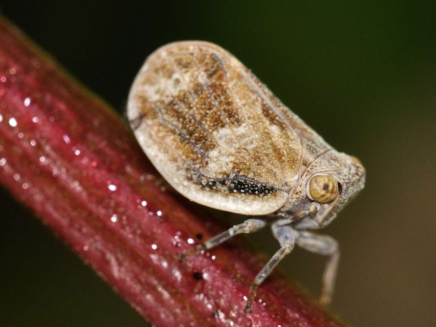 Issidae